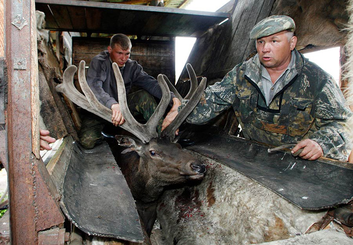 Pantin Siberian Maral