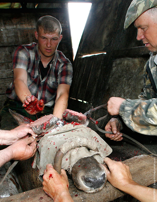 Siberian Maral horns
