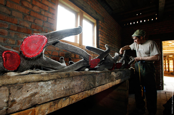 Siberian Maral horns